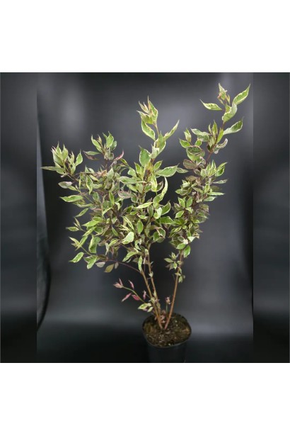 Дерен белый Миракл в горшке.